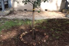 FESTA-DELL-ALBERO-2017_10