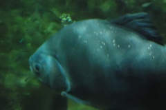 DSC01017