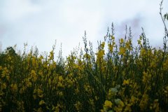 IMG_0004